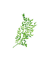 Fototapeta premium twig of rosemary