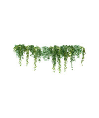 Fototapeta premium green leaves isolated