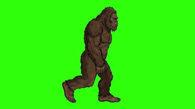 A side profile illustration of the legendary Bigfoot creature walking across a solid green screen backdrop. This isolated mythical character is perfect for cryptid-themed content, adventure videos, or