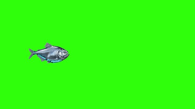 A side profile view of a silver fish swimming steadily across the frame. The 3D animated animal asset is set against a solid green screen for easy integration into river, lake, or ocean scenes.