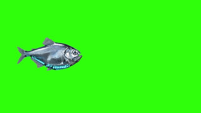 A side profile view of a silver fish swimming steadily across the frame. The 3D animated animal asset is set against a solid green screen for easy integration into river, lake, or ocean scenes.