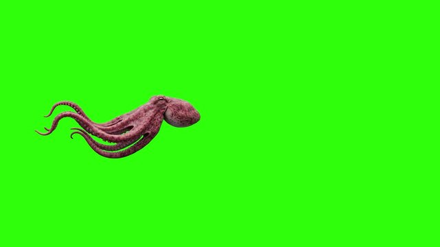 A realistic 3D animation of a reddish-pink octopus gliding forward from left to right. The clip is isolated on a solid green screen background, making it ideal for custom blending or marine overlays.