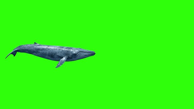 A majestic 3D animated blue whale swimming fluidly in profile view across the frame. The clip is set against a solid green screen backdrop for effortless chroma keying and compositing.