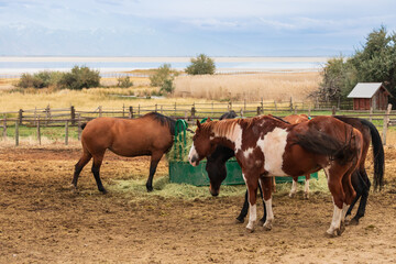 Horses eating hay in a field © Martina