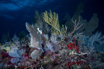 Branching corals, large sea fans, and colorful sea sponges on a coral reef in the Florida Keys © Sergio Llaguno