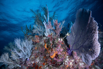 Soft coral sea fans and branching plumes growing along a vibrant reef crest in the Florida Keys © Sergio Llaguno