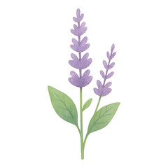 Fototapeta premium PNG Watercolor lavender botanical illustration.