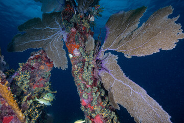 Large sea fans and colorful sponges growing on a vertical wreckage column on a reef in the Florida Keys © Sergio Llaguno