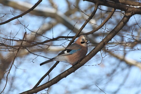 Jay