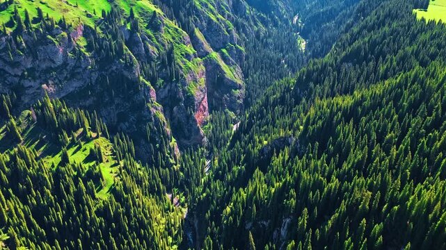 High angle view of dense green pine forest growing in a deep mountain valley canyon.