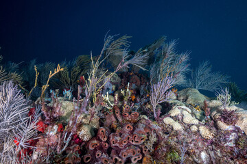 Branching sea plumes and encrusting marine life growing along a coral reef crest in the Florida Keys © Sergio Llaguno