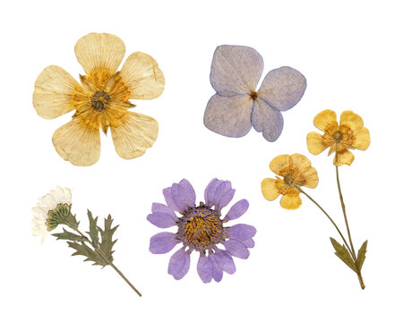 Dried pressed flowers collage and herb elements set