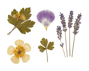 Dried pressed flowers and lavender herb elements set, collage set, transparent background © Laura