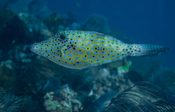 Scrawled filefish cruising on a coral reef floor in the Florida Keys