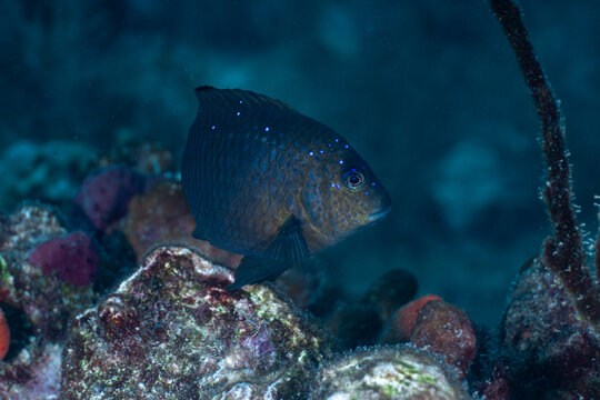 Juvenile yellowtail damselfish hovering over a rocky coral reef substrate in the Florida Keys