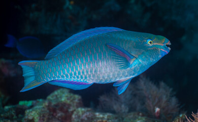 Fototapeta premium Queen parrotfish cruising across a coral reef in the Florida Keys