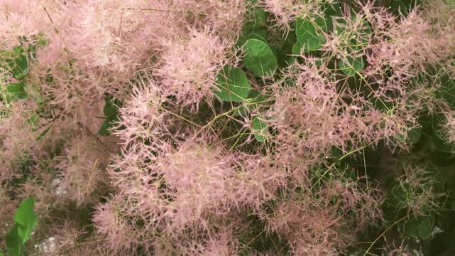 Hokkaido,Japan - June 11, 2026: European smoketree or Eurasian smoketree