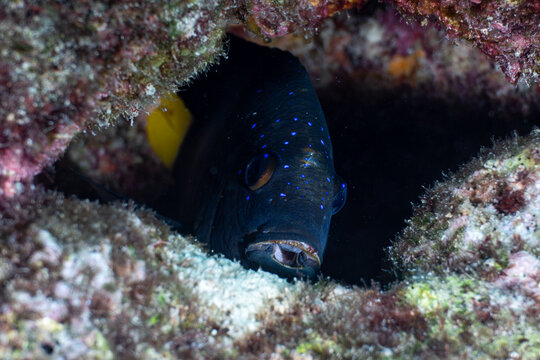 Juvenile yellowtail damselfish peeking out from a dark cave opening within a coral reef in the Florida Keys
