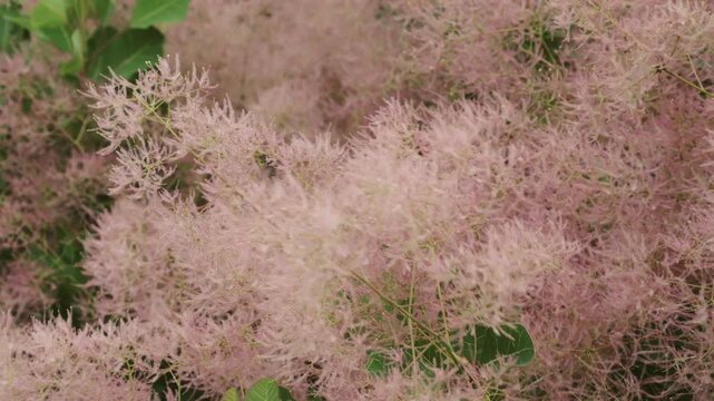 Hokkaido,Japan - June 11, 2026: European smoketree or Eurasian smoketree