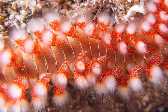 Bearded fireworm crawling across a coral reef in the Florida Keys
