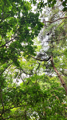 Fototapeta premium Fresh Green Leaves in Summer Forest