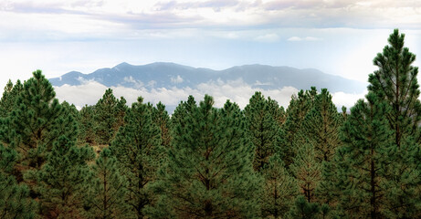 Fototapeta premium Pine forest overlooking misty mountains near Torrey, Utah