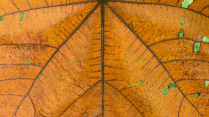 Dry Orange Leaf Texture Background With Visible Veins © m95s