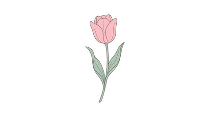 Fototapeta premium Single pink tulip flower with green leaves on white background.
