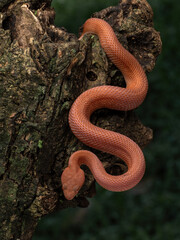 Obraz premium Mangrove pit viper (Trimeresurus purpureomaculatus) displaying reddish-orange coloration and strongly keeled scales, native to coastal regions of Southeast Asia.