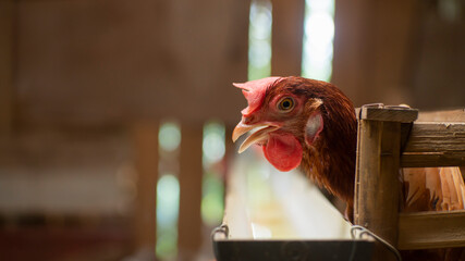 Brown Hen Head In Traditional Chicken Coop © m95s