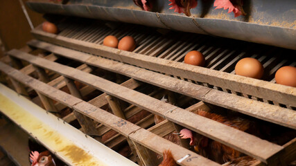 Chicken Coop With Brown Eggs On Poultry Farm © m95s