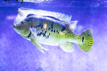 Underwater aquarium shot of a camouflaging, patterned fish floating horizontally Dim lighting accentuates the subject against dark background No additional marks or branding Straightforward photog © Mister