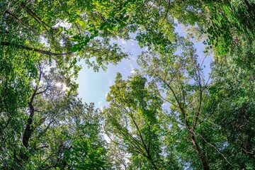 Fototapeta premium Late afternoon or early evening vibrant photograph featuring dense green canopy, dappled shadows, leaf and branch textures, sky visible between tree tops, warm glow, naturalistic style