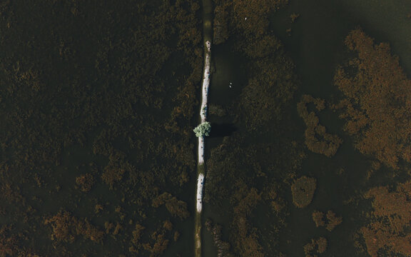 Aerial view of a narrow path with a single tree cutting through dark marshland and water in Heerhugowaard, North Holland, Netherlands.