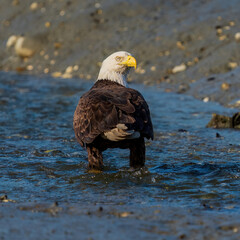 Fototapeta premium american bald eagle