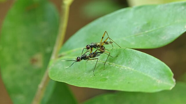 Macro shot of two stilt-legged flies mating on a green leaf. Also known as Mimegralla albimana insect.
