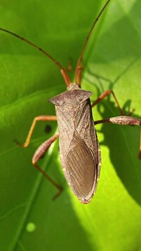 Macro Shot of a Brown Shield Bug insect Sitting on a Vibrant Green Leaf