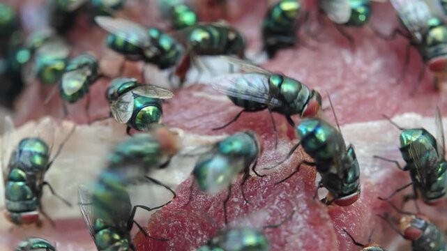 Macro of swarming green flies insect feeding on raw meat