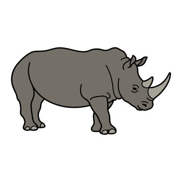 Southern White Rhino