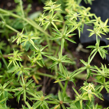 Samat, Cilantro Guatemalteco