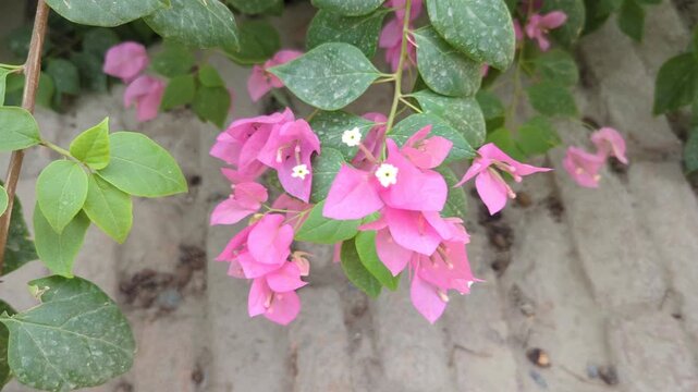 pink hydrangea flowers on wooden background
