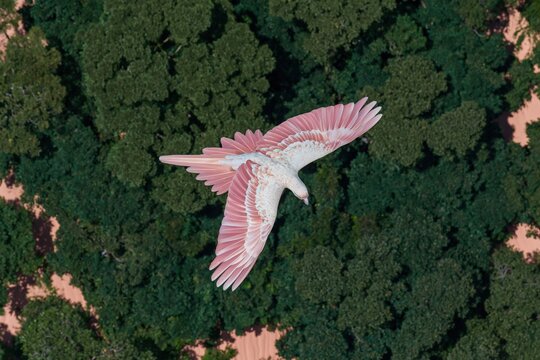 Blush pink macaw in mid-flight over a lush emerald green jungle canopy, seen from a direct overhead aerial perspective for tropical wildlife themes