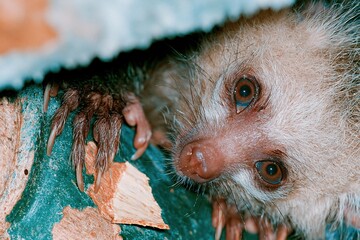 Fototapeta premium Close up of an aye-aye lemur with wide eyes and long fingers gripping a tree branch for wildlife education and nocturnal animal studies