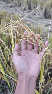Human Hand Holding Ripe Golden Rice Ear in Paddy Field. Also known as Oryza sativa plant.