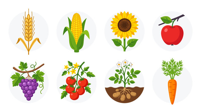 Set of colorful cartoon farm vegetables fruits and plants icons.