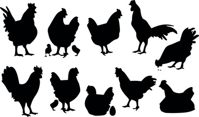 Set of black chicken and rooster silhouettes in various poses including hens and small baby chicks for farm and poultry design © Md Munna 