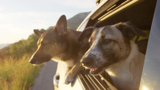LENS FLARE, CLOSE UP, DOF: Two dogs looking out of a car window in warm sunset light while driving through island of Hvar. Glowing Adriatic coast and relaxing moments during a joyful summer road trip.