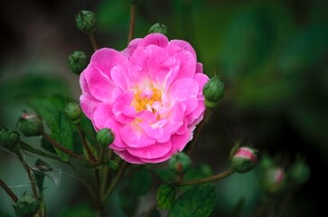 Fototapeta premium Roses in bloom, Alister Clark Rose garden, Bulla, Victoria, Australia
