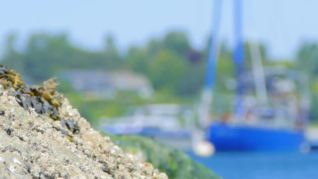 Macro of barnacles and seaweed on rock with sailboat background
