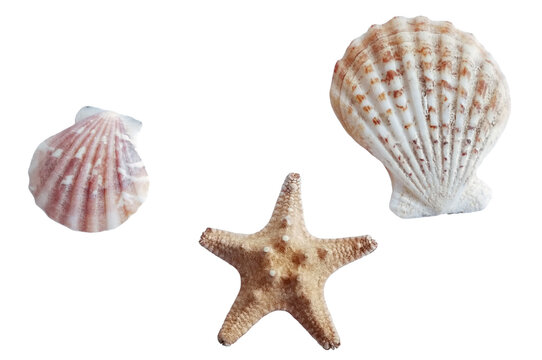 Two Shells and a Starfish without Background